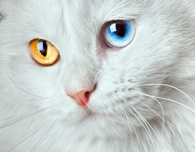Résultat de recherche d'images pour "chat yeux bicolores"